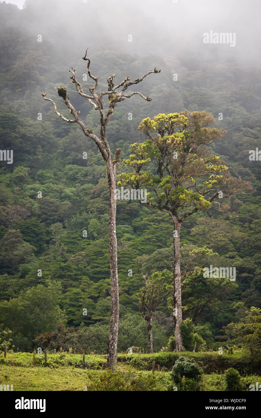 Tall trees in the Costa Rican cloud forest Stock Photo Alamy