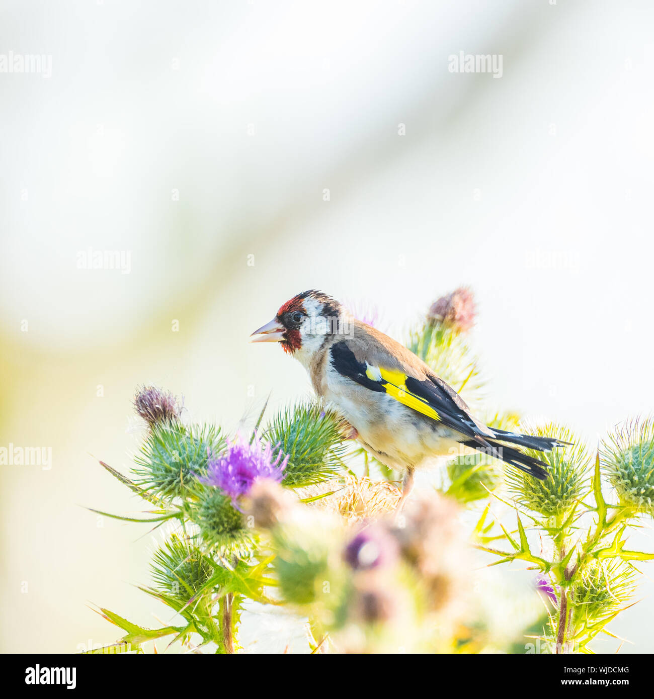 Adult Goldfinch on thistles. Close up with lots of feather detail. Stock Photo