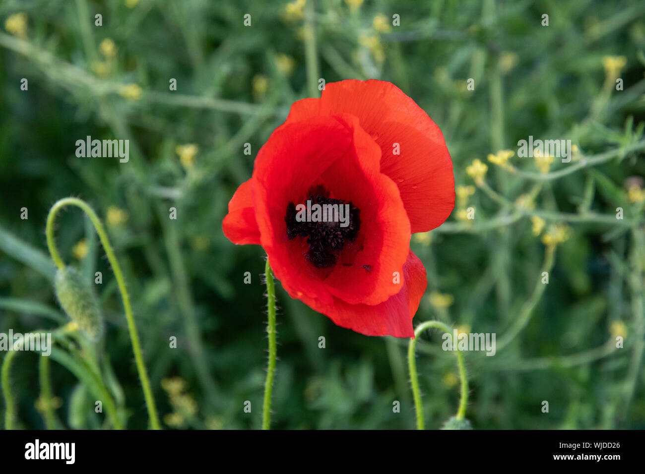 Papava Rhoeas High Resolution Stock Photography and Images - Alamy