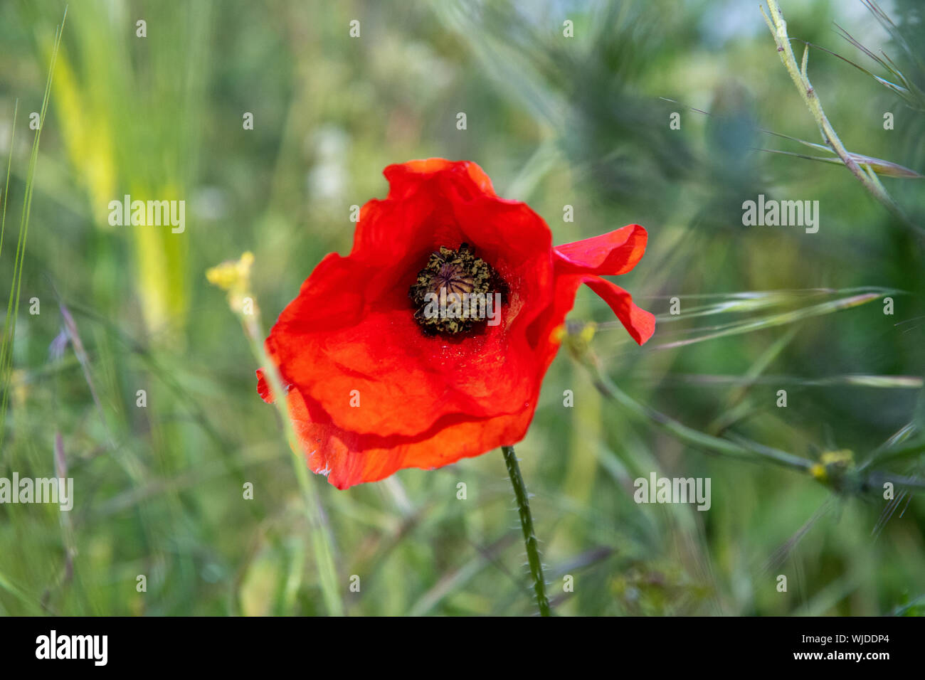 Single red poppy (Papava rhoeas) growing in a field in the English ...