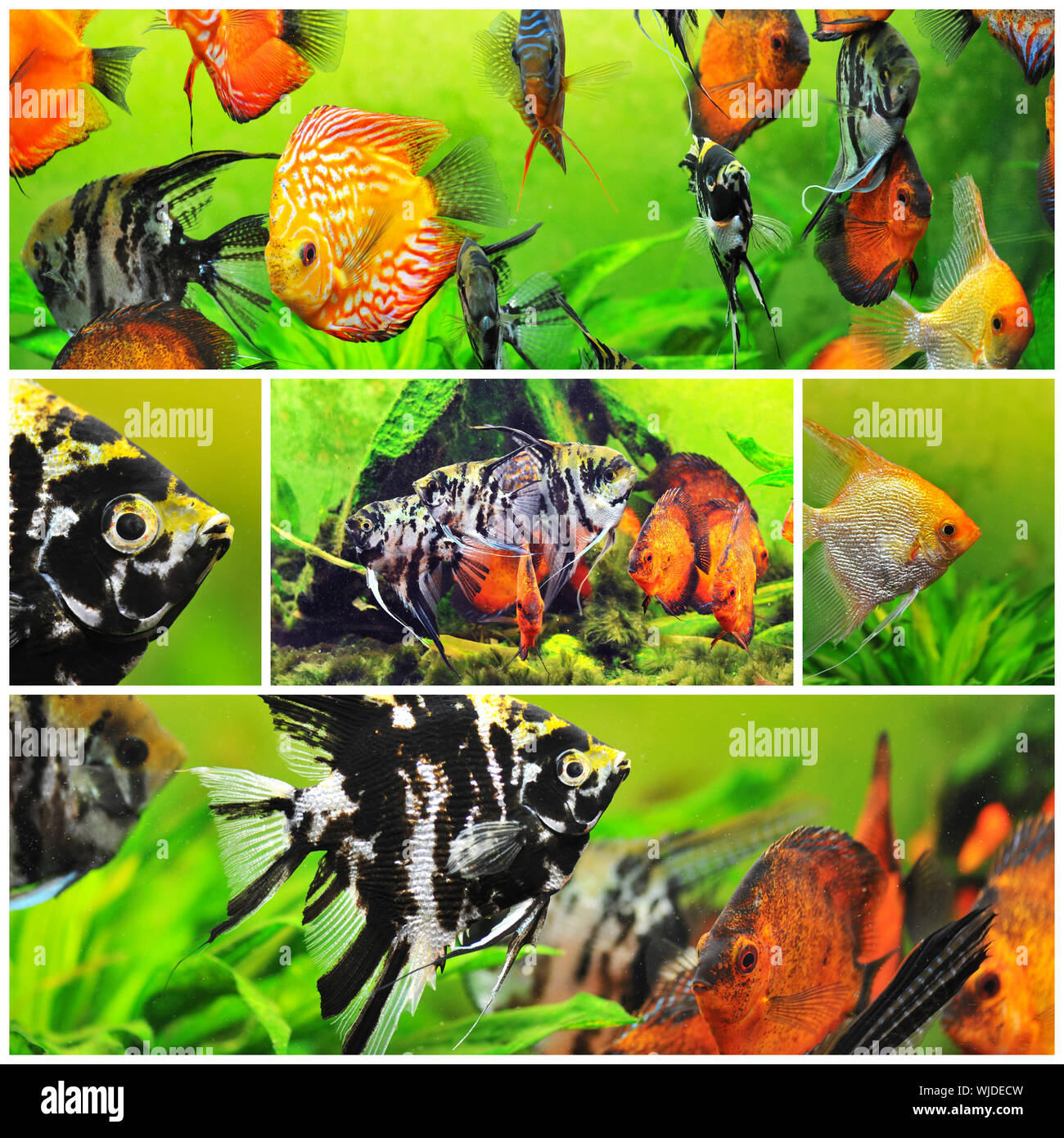 pterophyllum scalare and symphysodon discus in a tank with aquatic