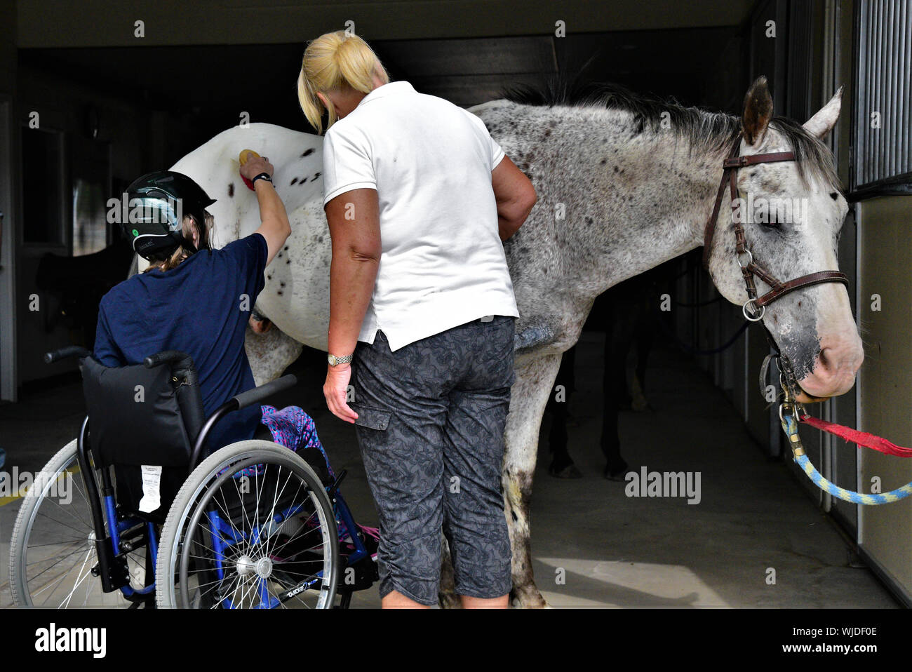 Symbiotic relationship between physically challenged person and horse.  Equine therapy is used for helping challenged people. Stock Photo