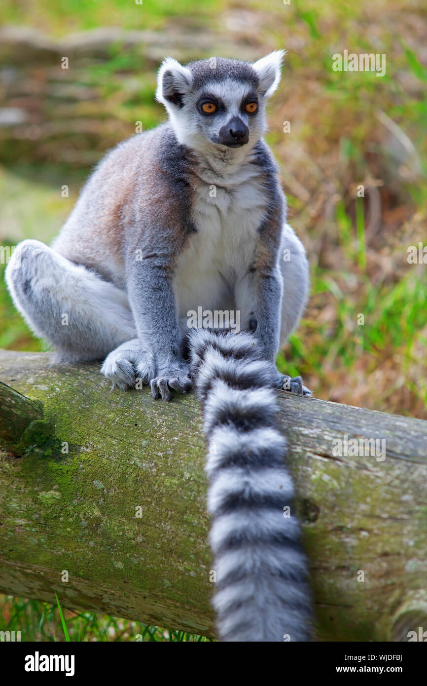Lemur Stock Photo