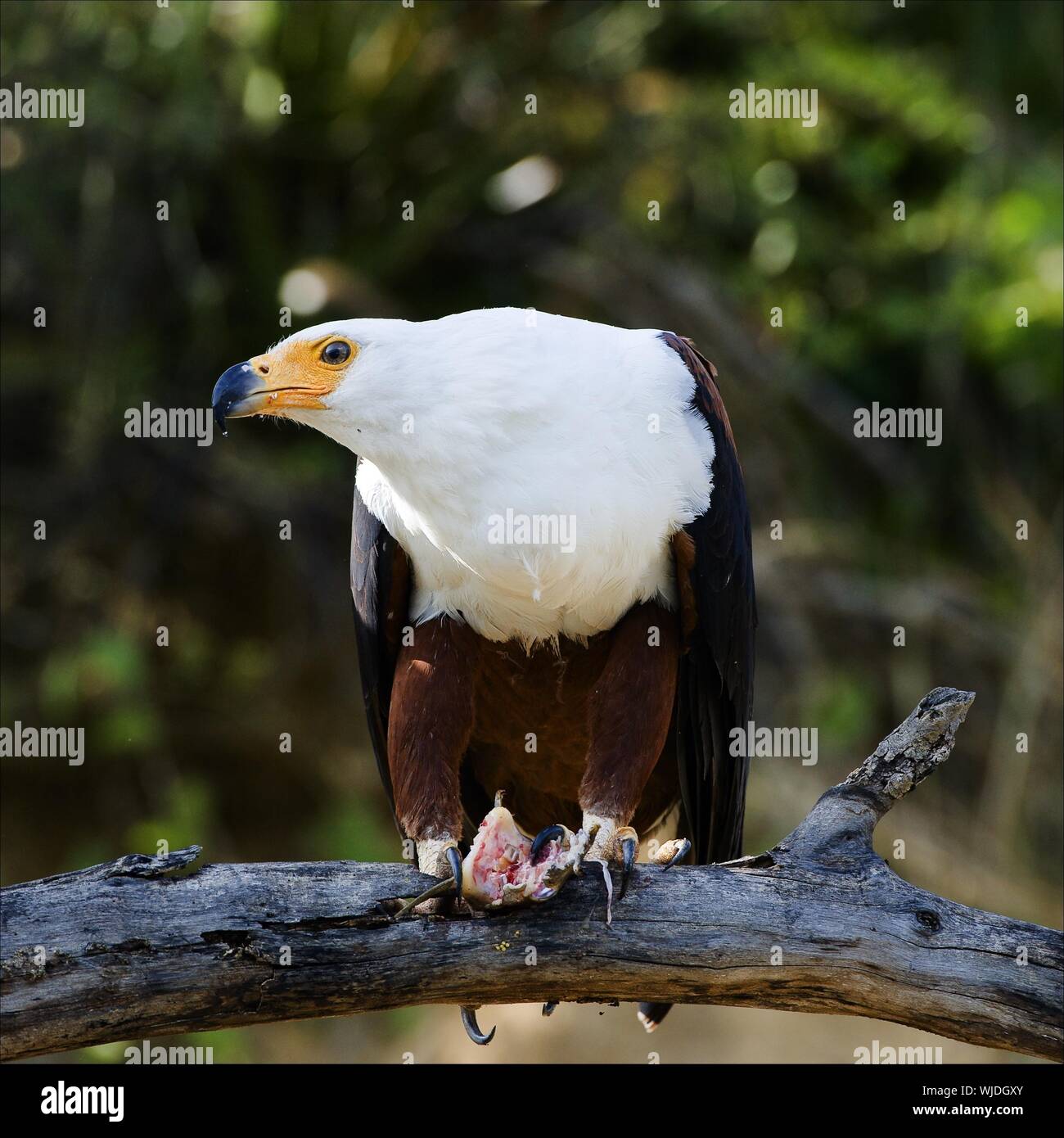 The African Fish Eagle (Haliaeetus vocifer) or–to distinguish it from the true fish eagles (Ichthyophaga), the African Sea Eagle–is a large species of Stock Photo