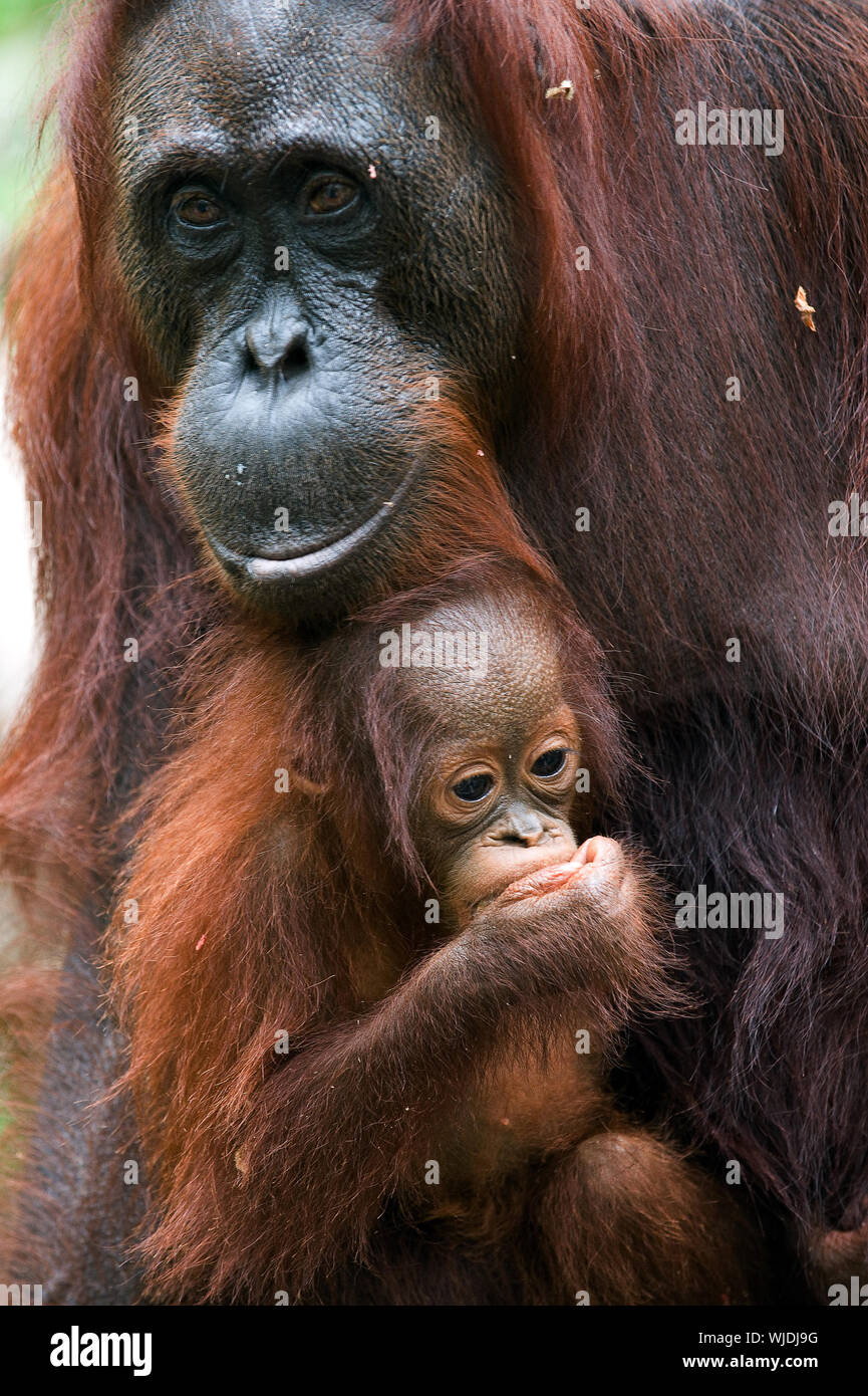 The orangutan with a cub/Borneo. Rainforest.  Pongo pygmaeus wurmbii - southwest populations. Pongo pygmaeus wurmbii - southwest populations. The oran Stock Photo