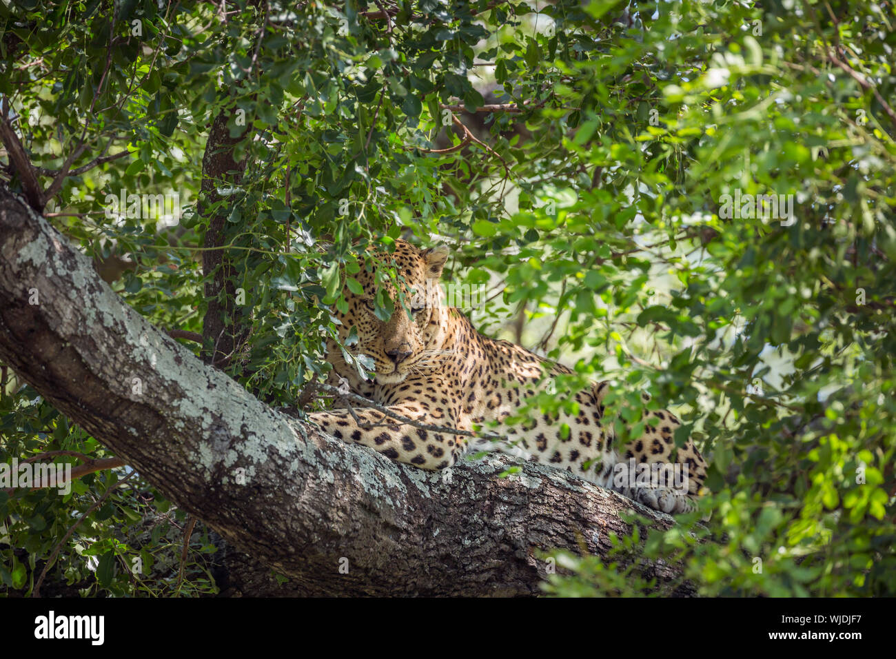 Leopard lying down in a tree in Kruger National park, South Africa ...