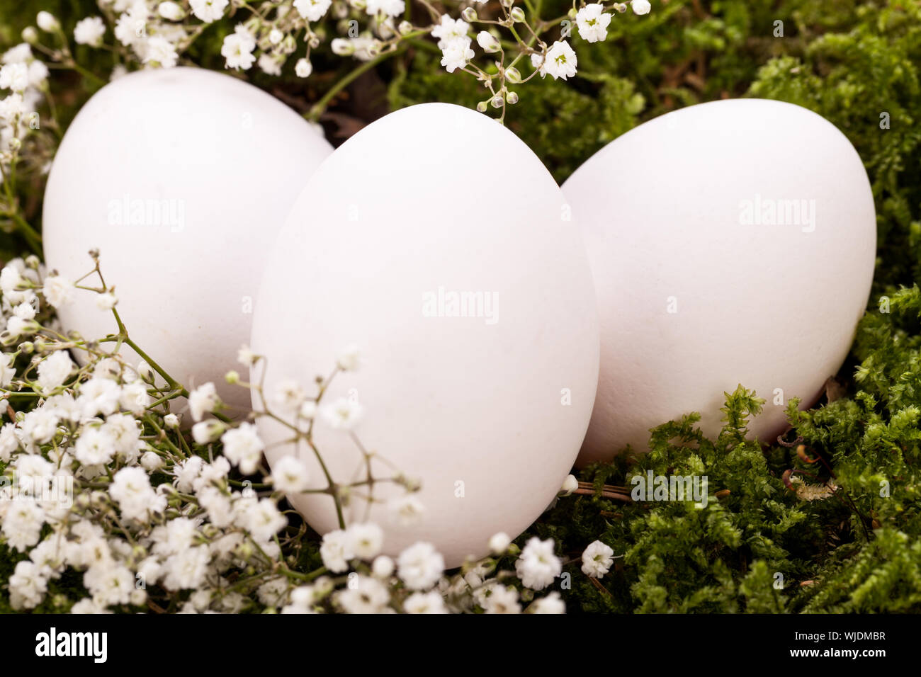 Plain undecorated Easter eggs in a nest Stock Photo