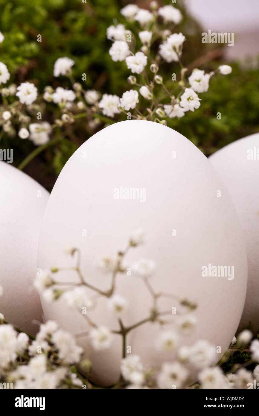 Three plain white undecorated Easter eggs nestling in a straw nest with ...