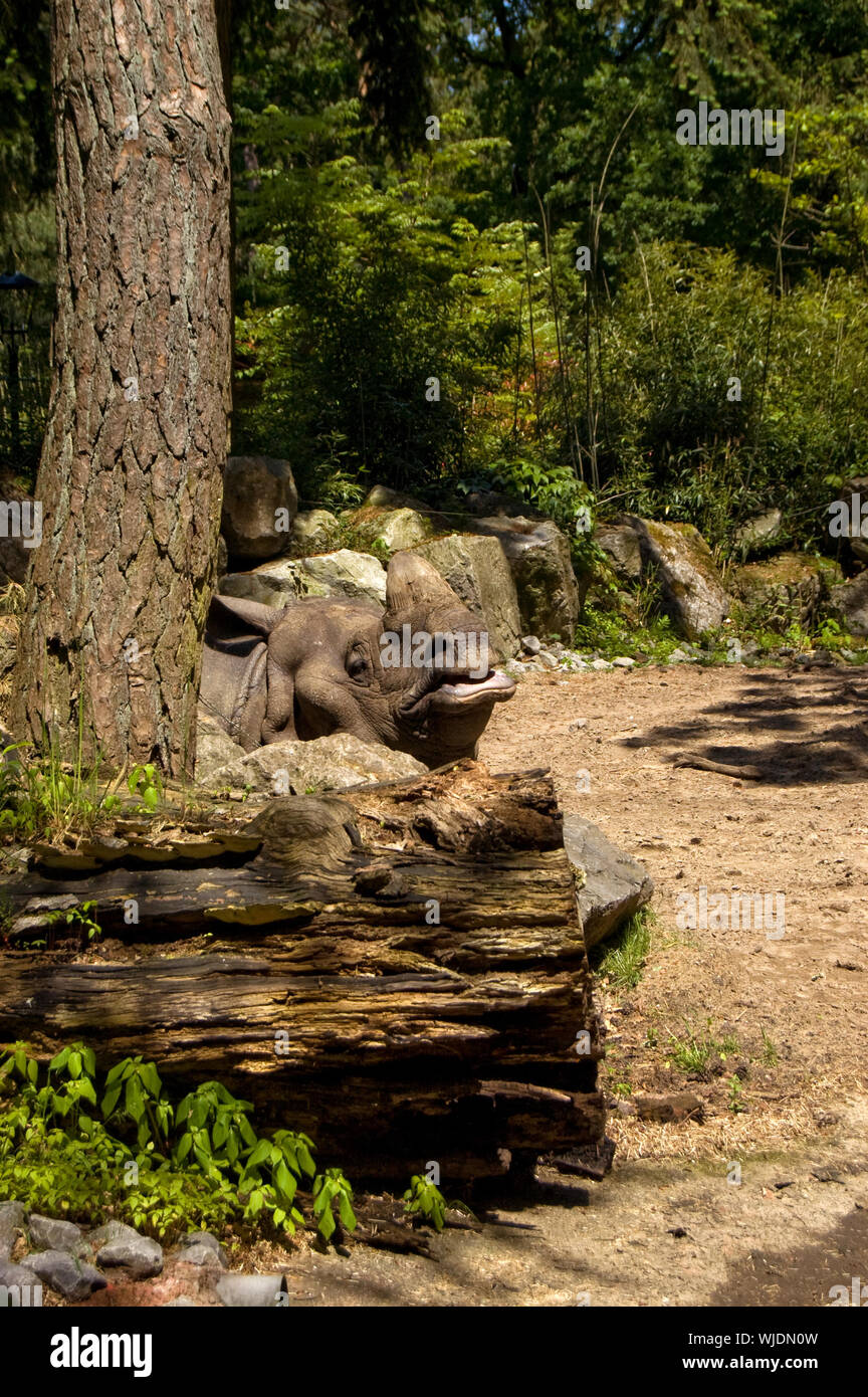 Rhinoceros lying behind a trunk in a Dutch Zoo Stock Photo