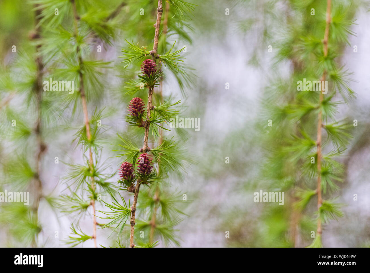 New conifer shoots, blurred background. Artistic, space for text. Abstract feel. Stock Photo