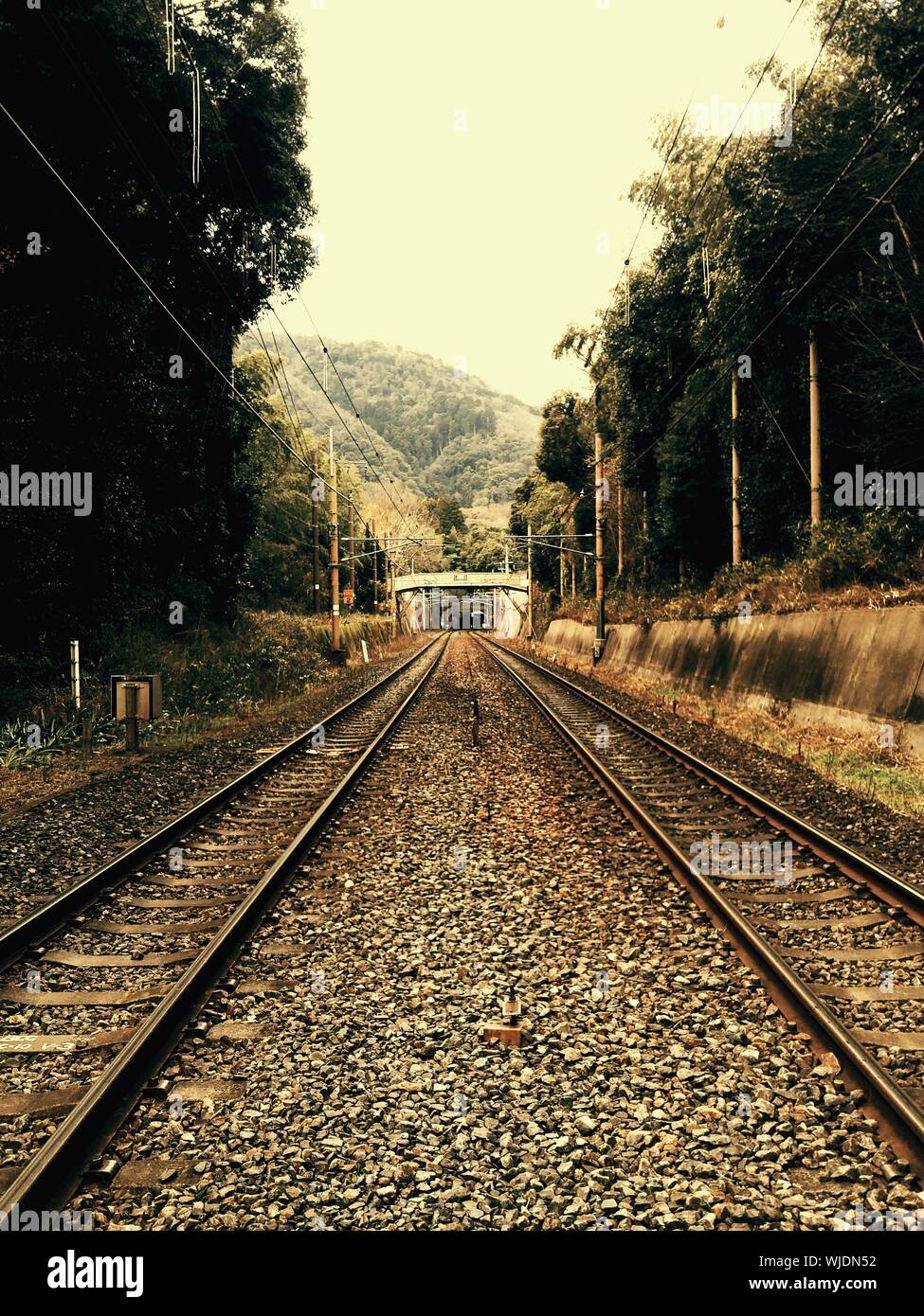 Railroad Tracks Amidst Trees On Field Stock Photo