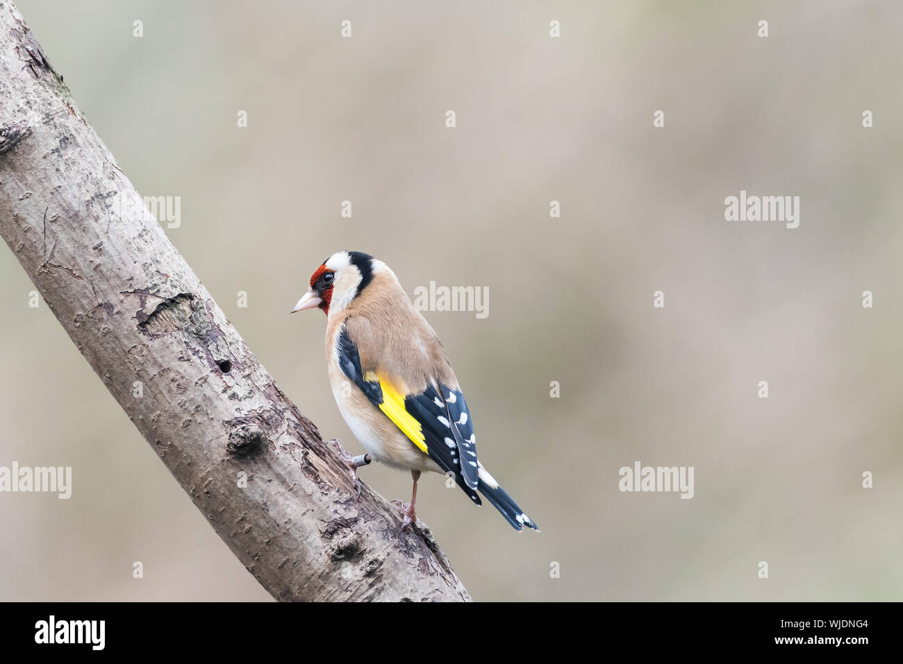 Goldfinch with ringed leg on sloping branch. Side view. Stock Photo