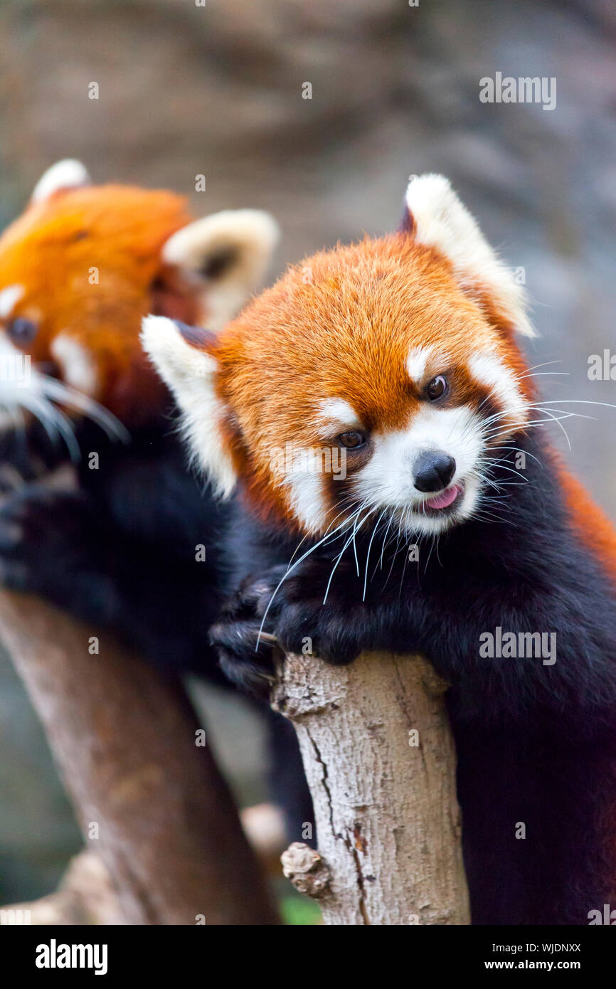 Red Panda Bear Stock Photo Alamy