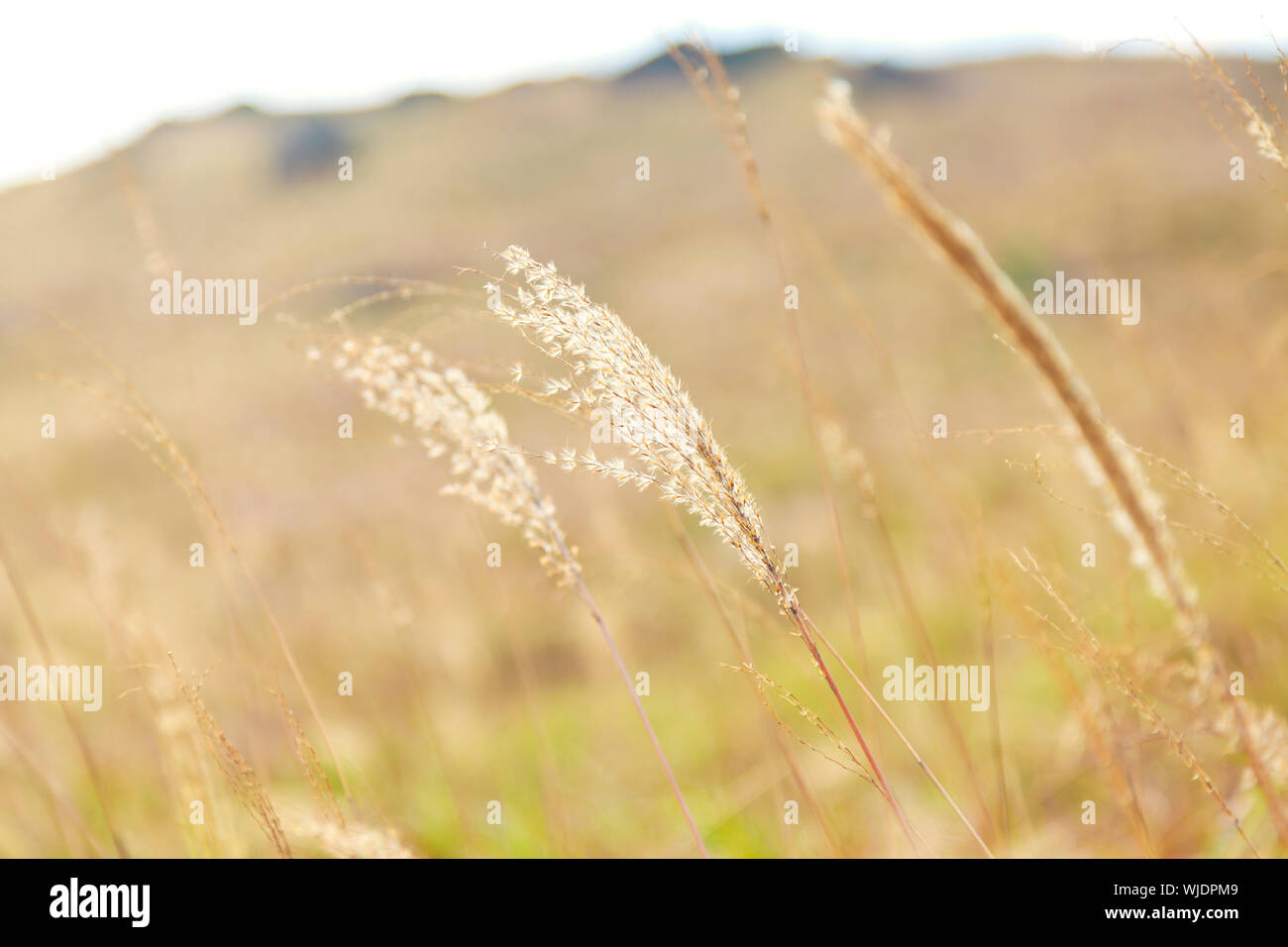 Sunset grasses in autumn Stock Photo - Alamy