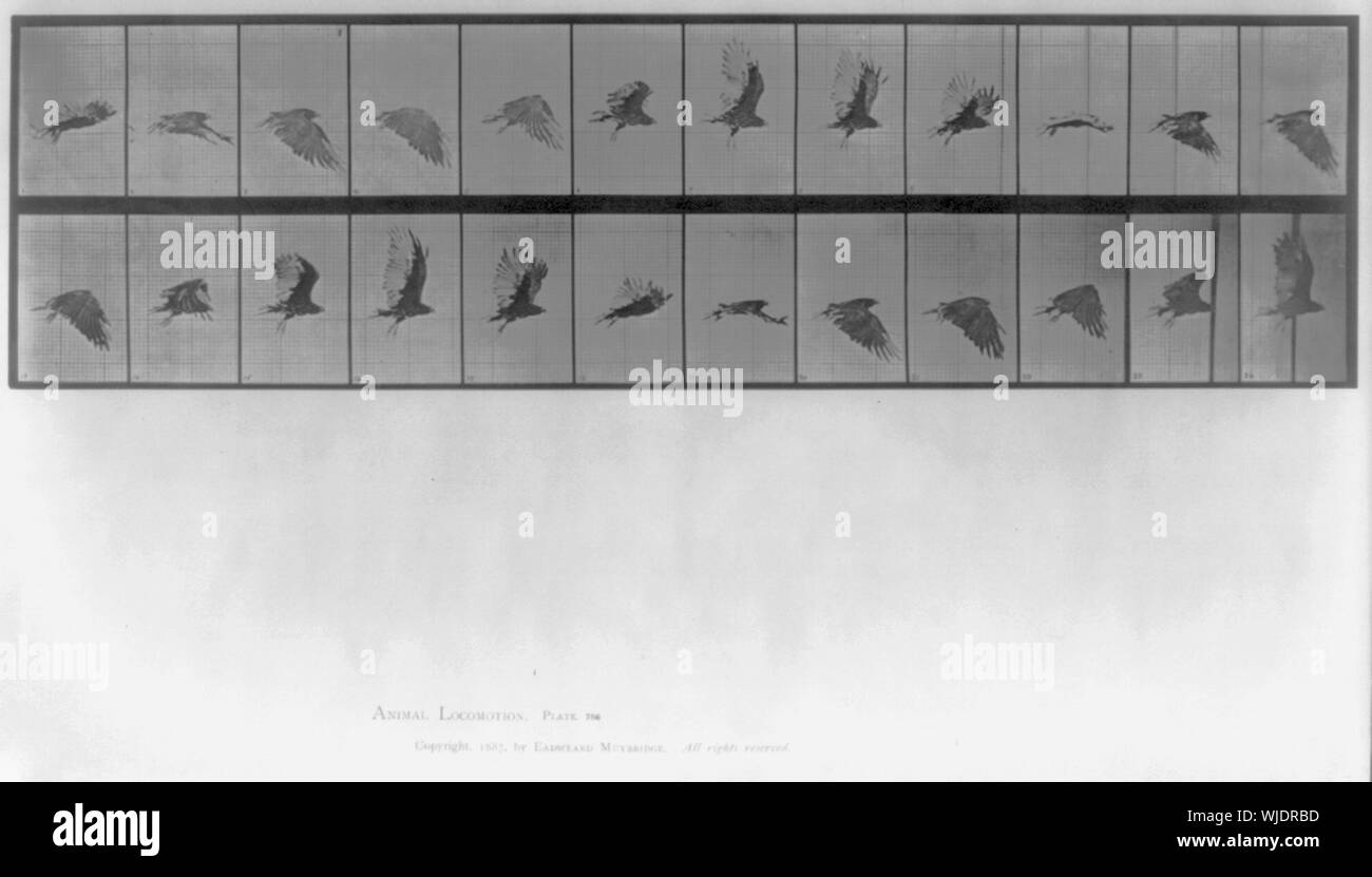 Hawk in flight Stock Photo - Alamy