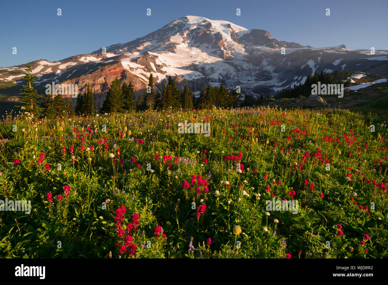 A dramatica and colorful view of Mt. Rainier with wildflowers in full