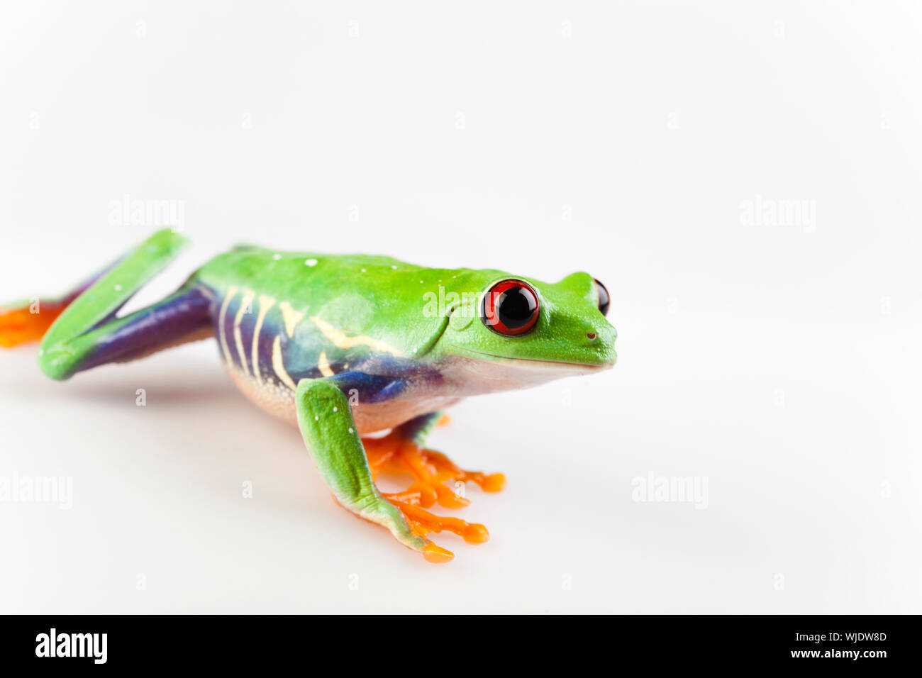 412 Crazy Frog Stock Photos, High-Res Pictures, and Images - Getty Images