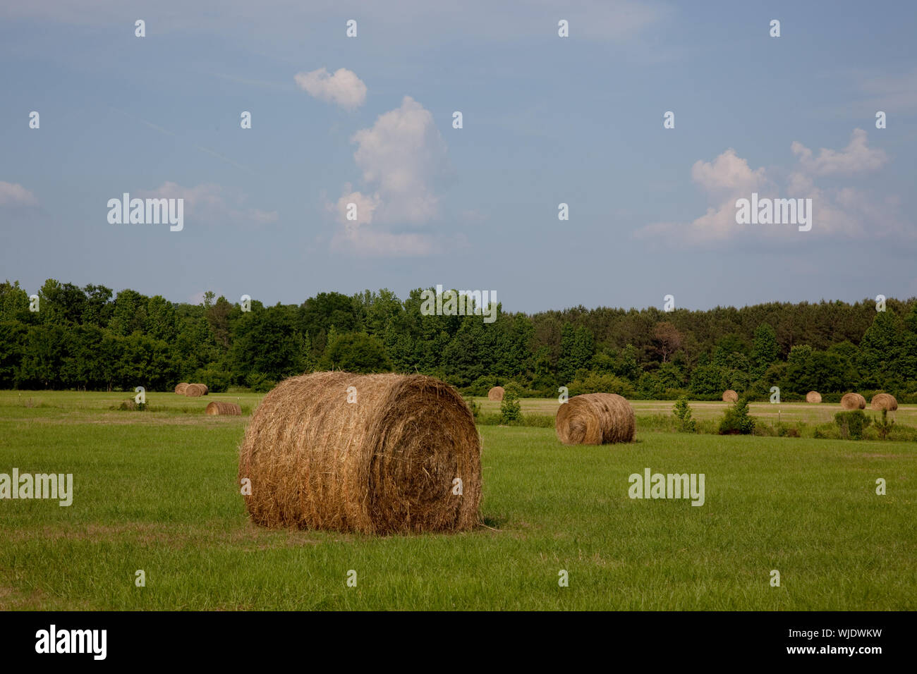 Hay bales dot the landscape of the 69.2 acre farm owned by Johnny and Chinita Hinton near Carrollton, Alabama Stock Photo