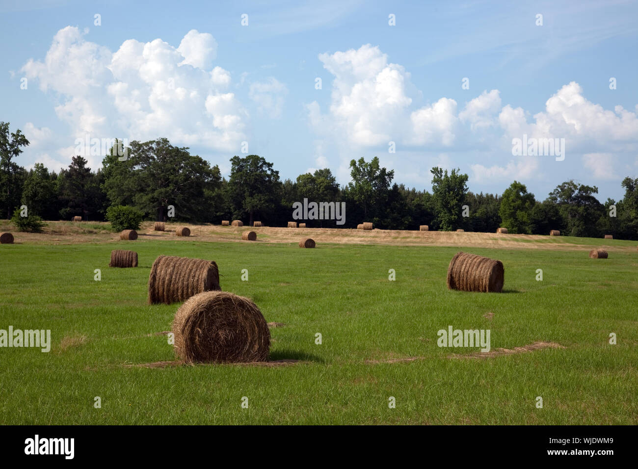 Hay bales dot the landscape of the 69.2 acre farm owned by Johnny and Chinita Hinton near Carrollton, Alabama Stock Photo