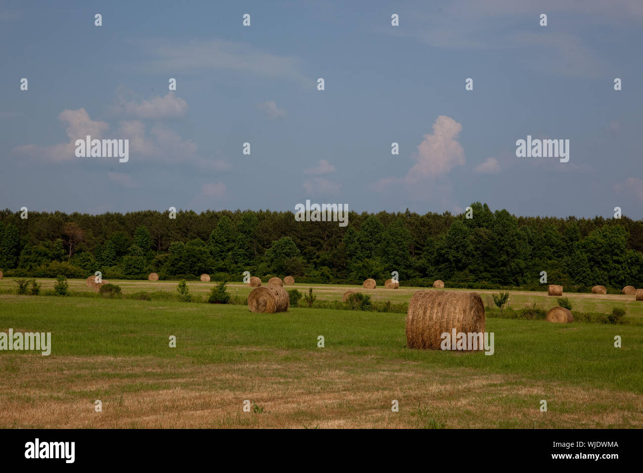 Hay bales dot the landscape of the 69.2 acre farm owned by Johnny and Chinita Hinton near Carrollton, Alabama Stock Photo