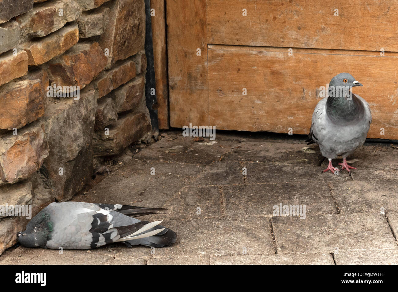 Two pigeons one dead on dirty pavement sidewalk as wildlife in urban environment concept. Stock Photo