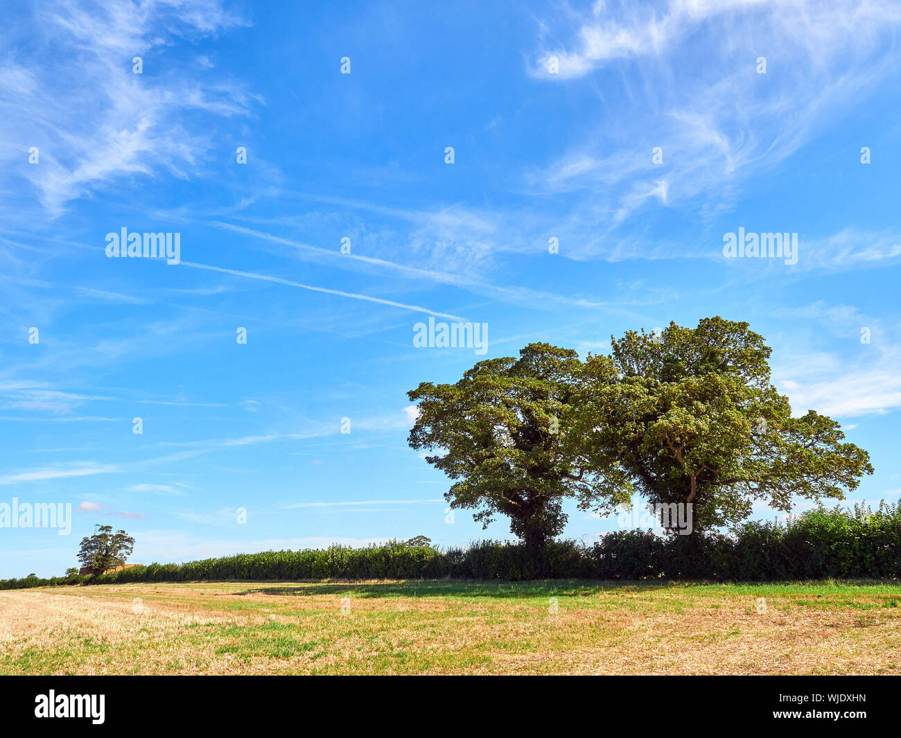 Contrails and white wispy clouds against a vibrant blue summers sky with an arable stubble field and sycamore trees in the foreground Stock Photo
