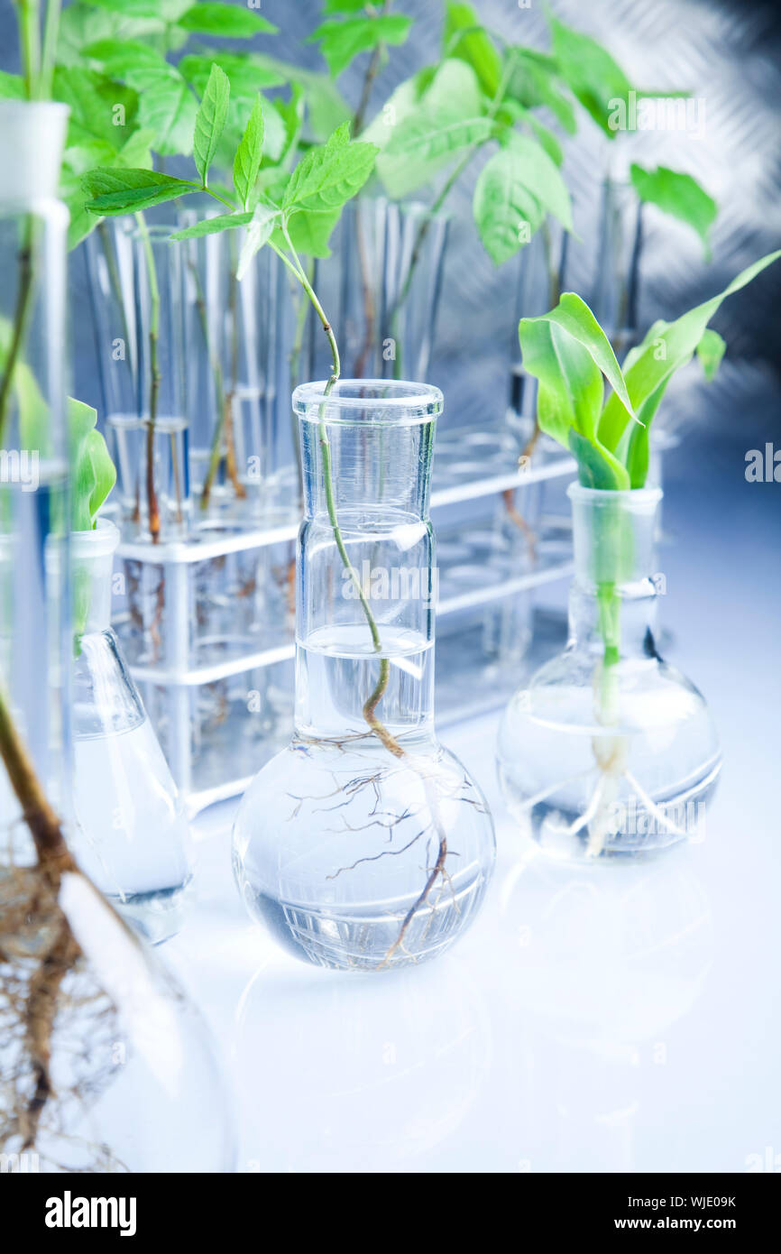 Plants and laboratory Stock Photo - Alamy