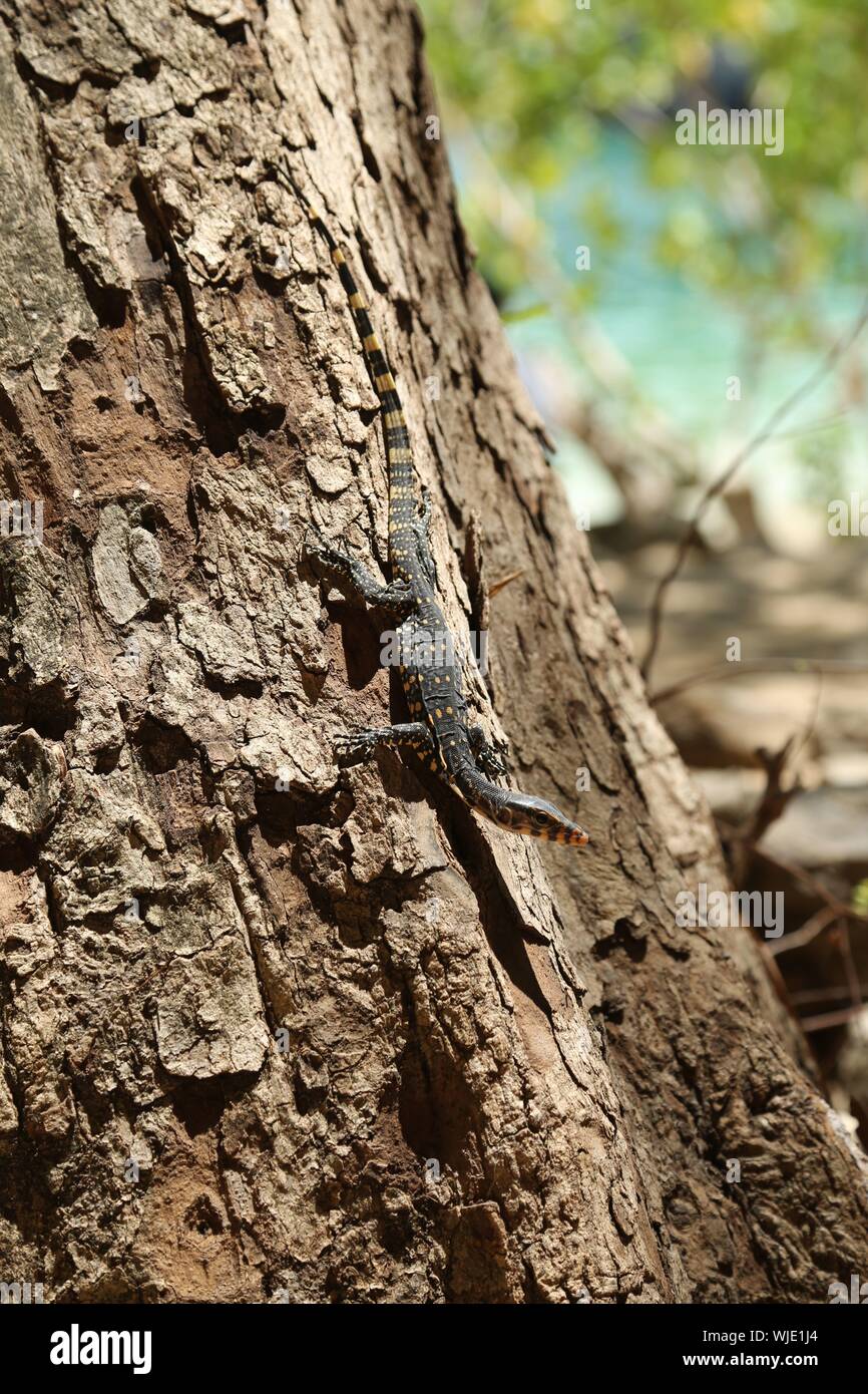 A small monitor lizard on a tree at Phranang beach, Krabi. Thailand Stock Photo