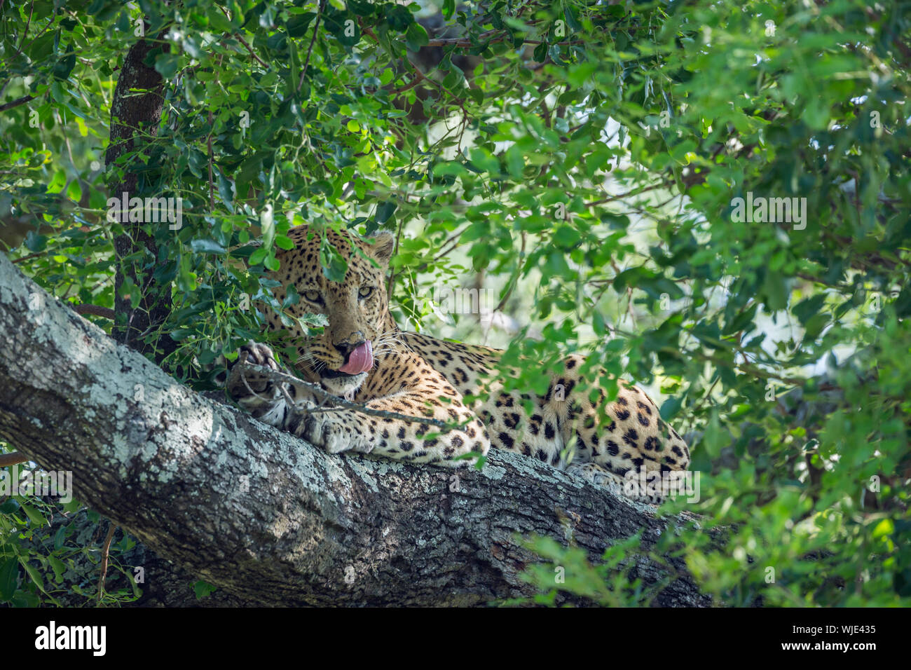 Leopard lying down in a tree in Kruger National park, South Africa ...