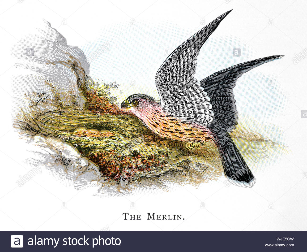 Merlin (Falco columbarius) at the nest with eggs, vintage illustration published in 1898 Stock Photo