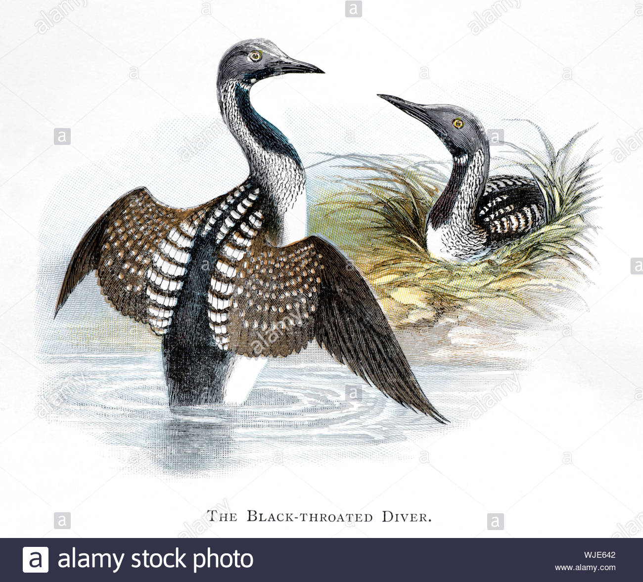 Black Throated Diver (Gavia arctica), vintage illustration published in 1898 Stock Photo