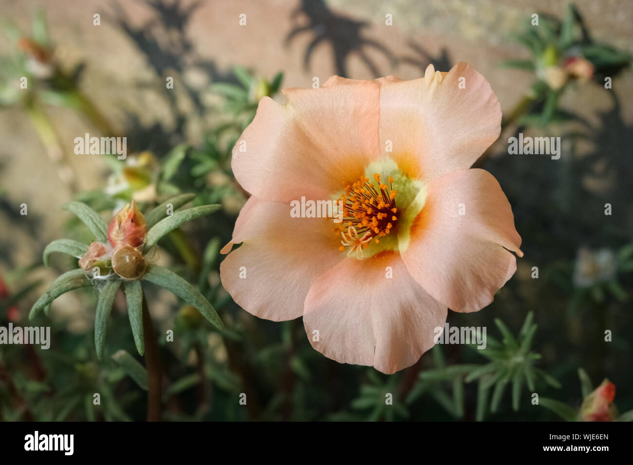 Close up of pastel colored common Purslane (Portulaca oleracea) Stock Photo