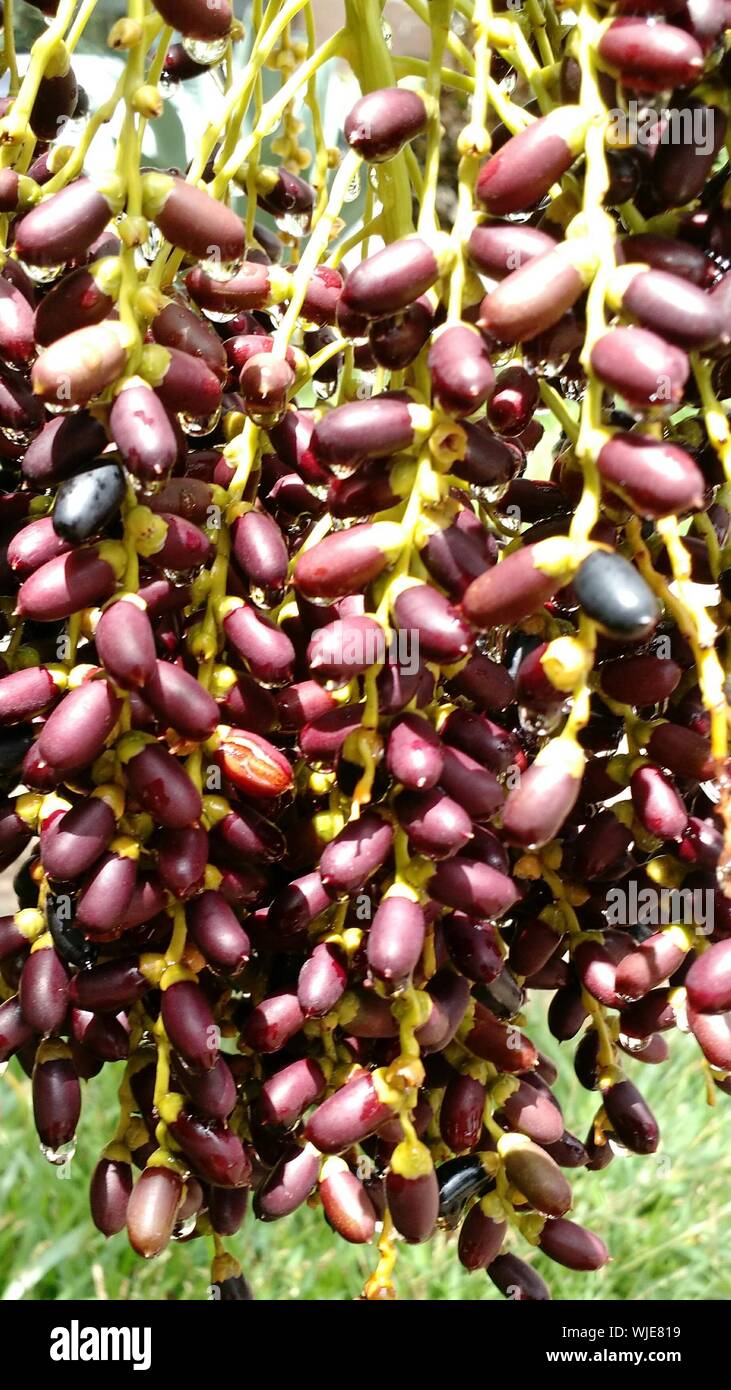 Dates On Tree