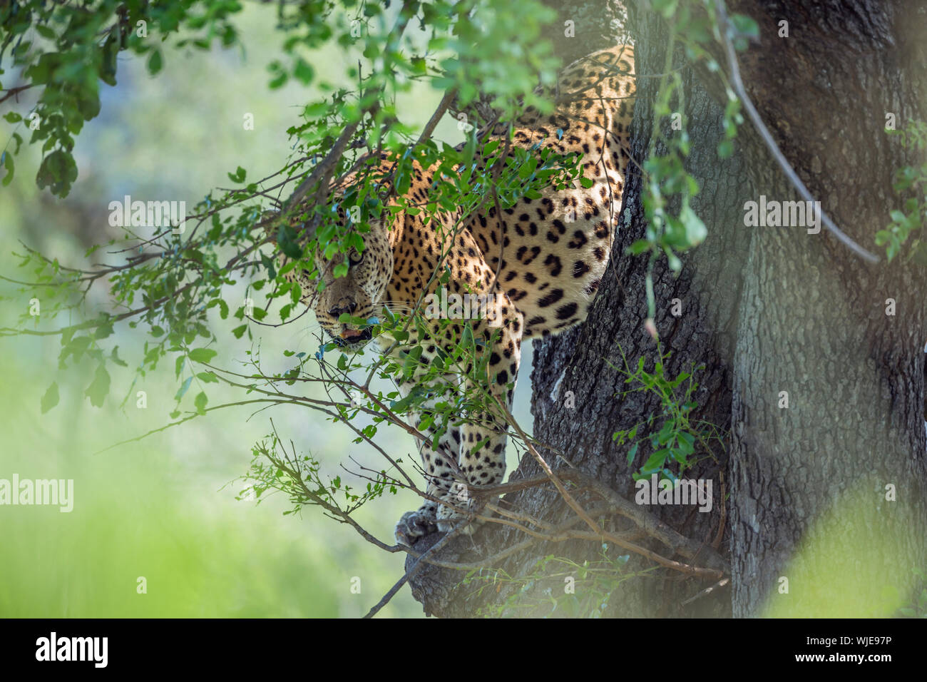 Leopard jumping down a tree in Kruger National park, South Africa ; Specie Panthera pardus family of Felidae Stock Photo