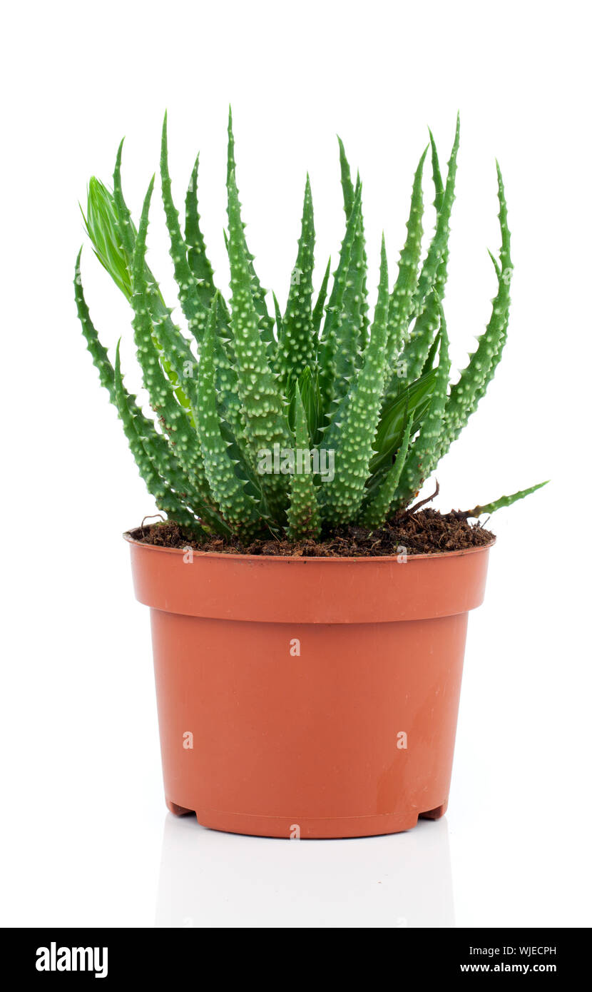 Aloe humilis is a species of the genus Aloe, on white background Stock Photo