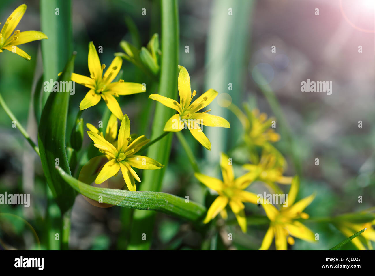 Gagea is spring flowers, grows in damp deciduous woodland. Stock Photo