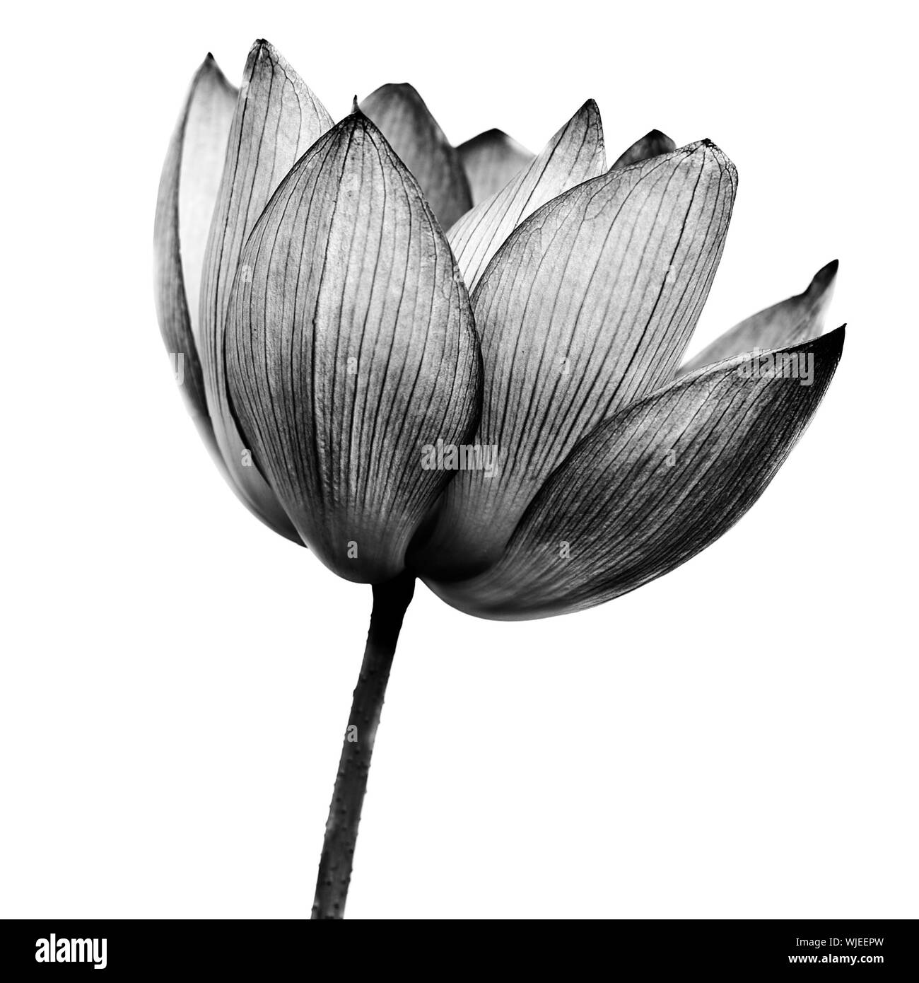 Lotus in black and white on white background Stock Photo Alamy