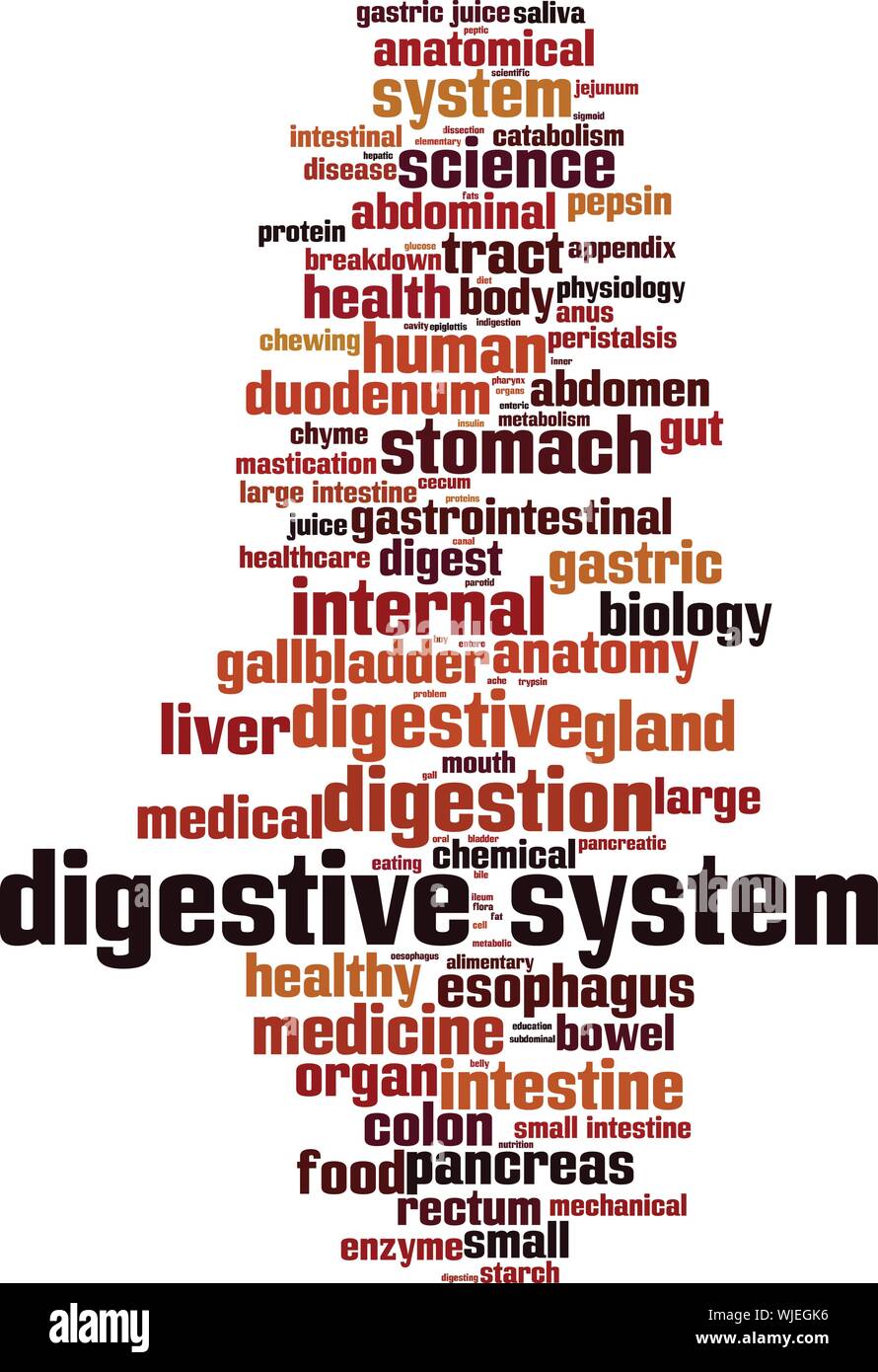 Digestive system word cloud concept. Collage made of words about digestive system. Vector illustration Stock Vector