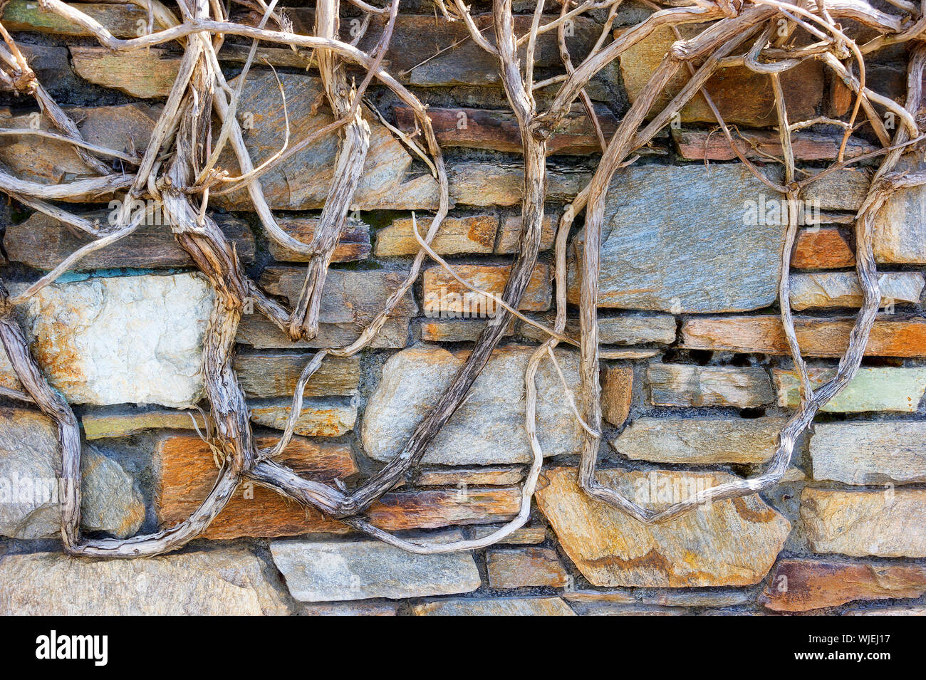 Close up of a rock wall with gnarly woody vine branches devoid of leaves. Stock Photo