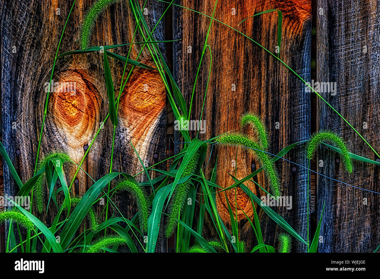 Close up of a gnarly, notty,wooden exterior wall with grass growing in front of it Stock Photo