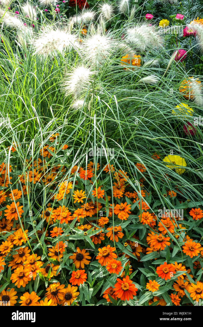 Zinnia 'Profusion Orange', Pennisetum villosum Feathertop, Zinnias garden flower bed Fountain grass Stock Photo