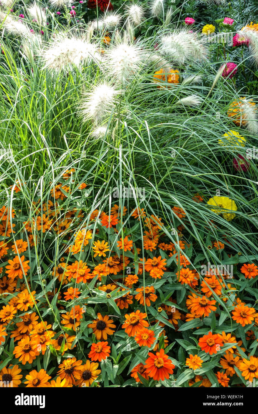 Zinnia "Profusion Orange", Pennisetum villosum, Zinnias Stock Photo Alamy