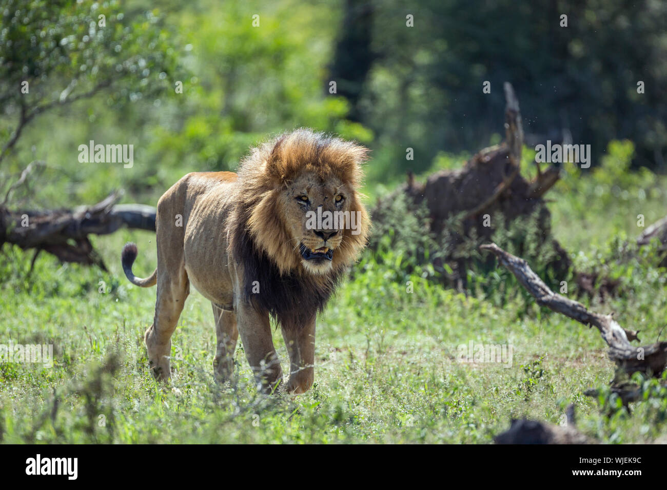 Male lion walking in front hi-res stock photography and images - Alamy