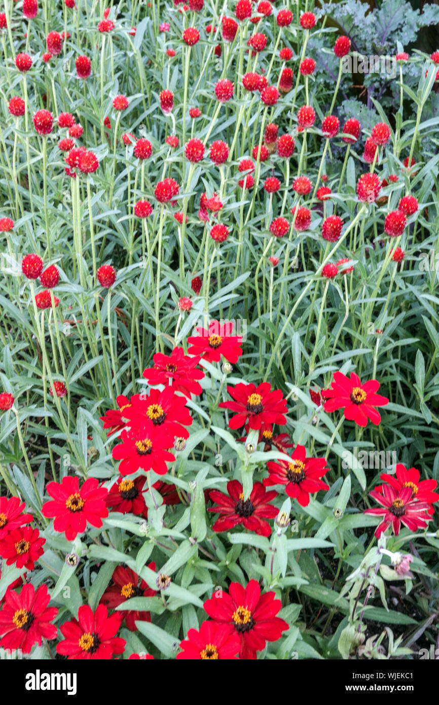 Zinnia 'Profusion Red', Zinnias, Globe Amaranth Gomphrena haageana 'Carmine' red flower bed Stock Photo