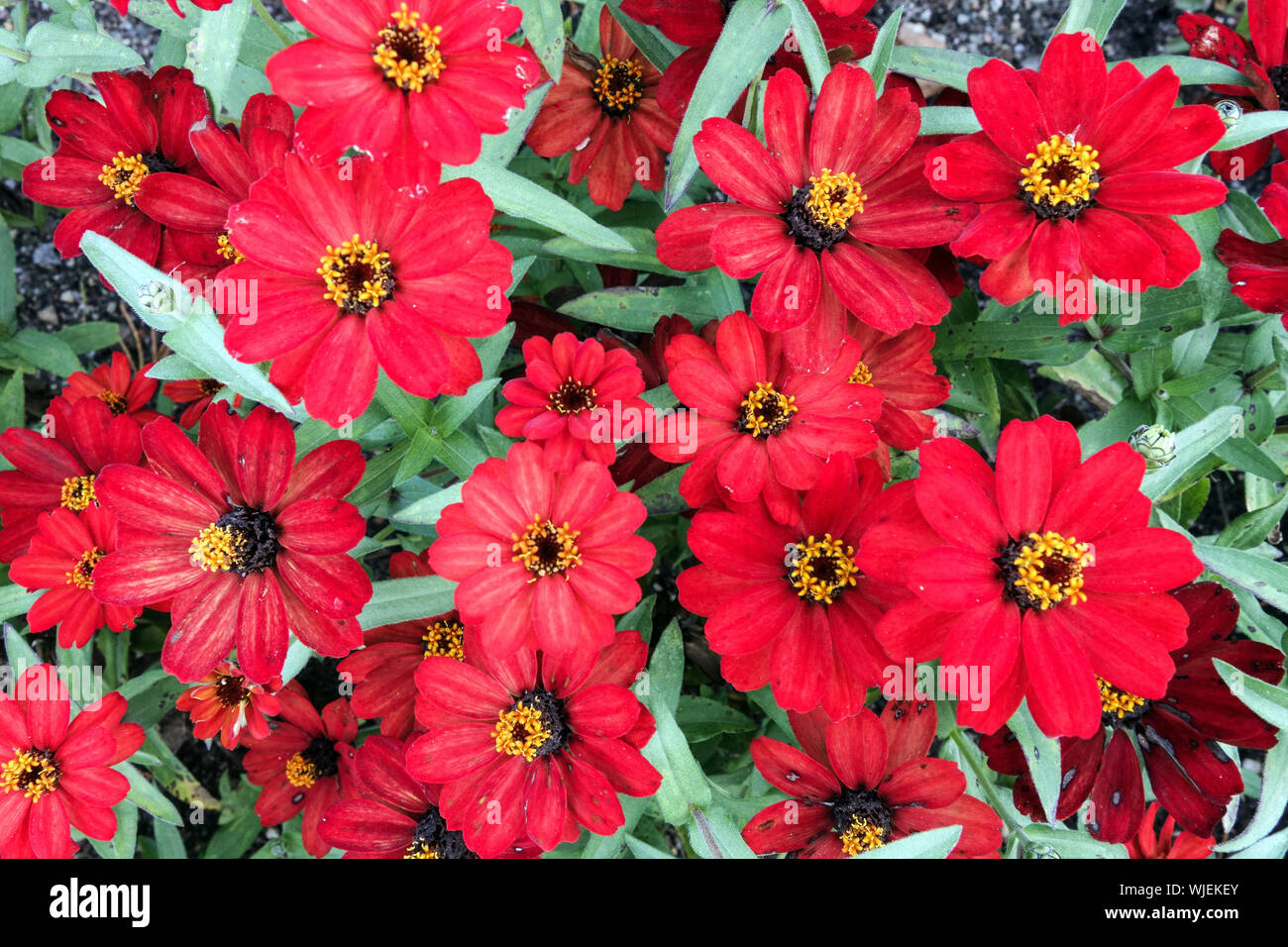 Zinnia "Profusion Red", Zinnias Stock Photo Alamy