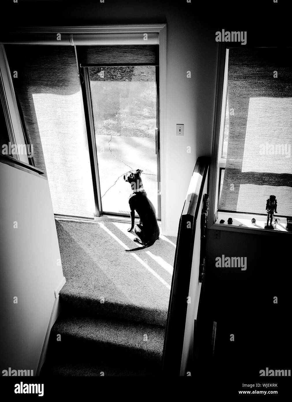 Dog looking through glass door Black and White Stock Photos & Images