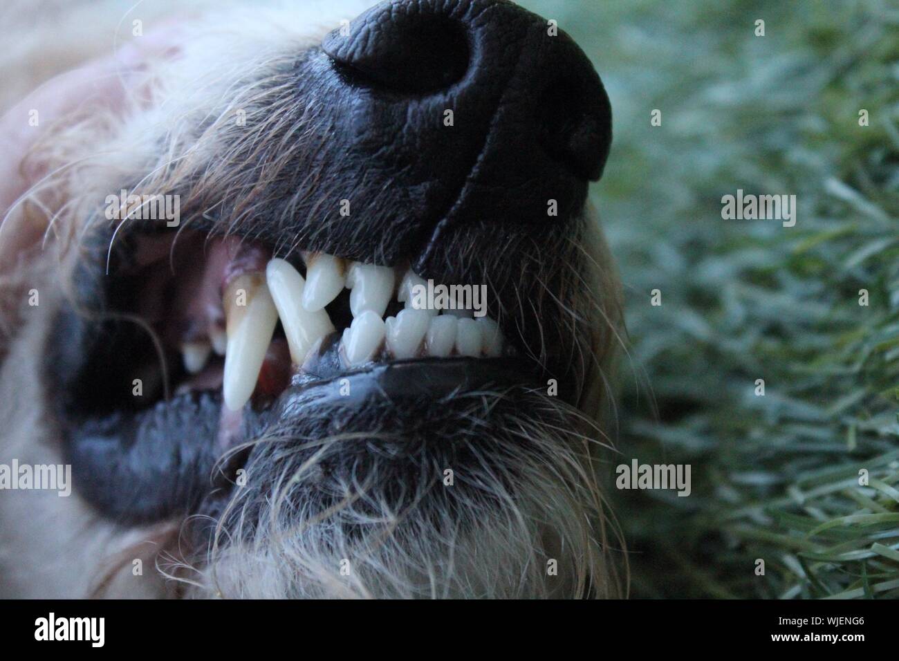 Close-up Of Dog Teeth Stock Photo