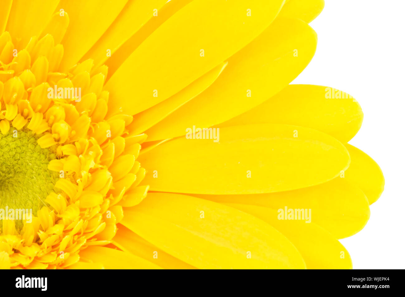 yellow gerbera daisy Stock Photo - Alamy