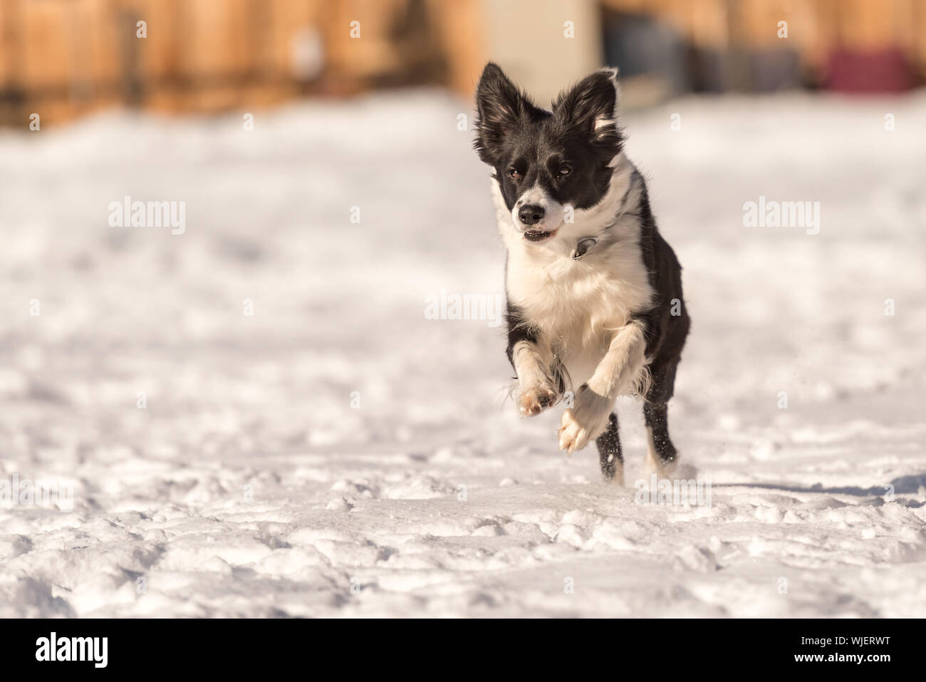 Young Cute Border collie dog in snowy winter. Dog running and having fun in the snow Stock Photo