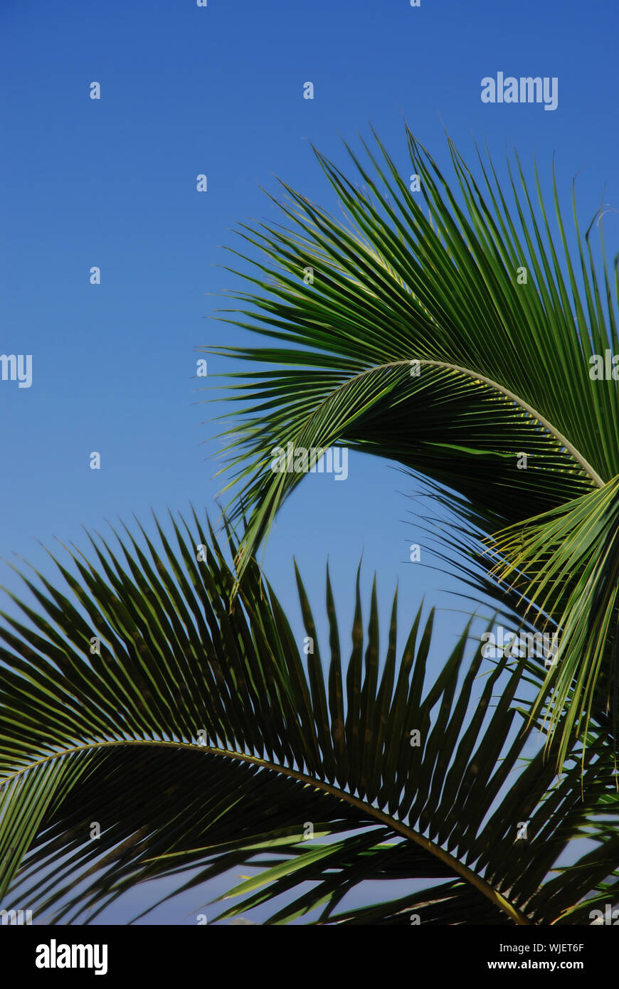 Palm tree branches Stock Photo - Alamy